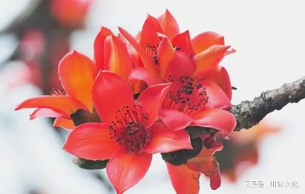 消失的川菜名店攀枝花“攀花园饭店”J9九游会 九游会J9培训餐厅(图2)