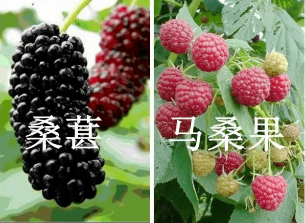 J9九游会 九游会J9【食品安全】谨防食用野生菌、毒性中药材、野菜野果等中毒这些常识要牢记(图4)