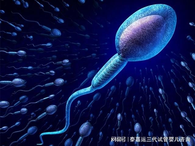 J9九游会 九游会J9三代试管知识科普：4类食物补充提高质量(图1)