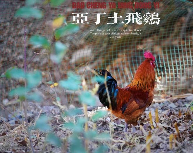 赏秋自驾游：稻城东J9九游会 九游会J9义一个藏在亚丁仙乃日神山后的遗世田园秘境(图6)