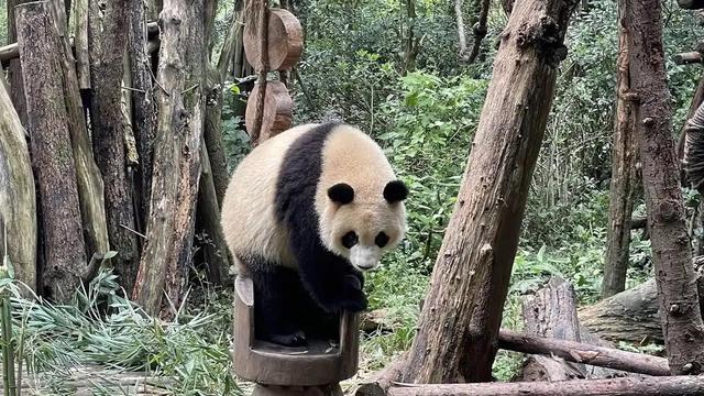 什么事情九游会J9 J9九游会是到了四川才发现的？(图1)