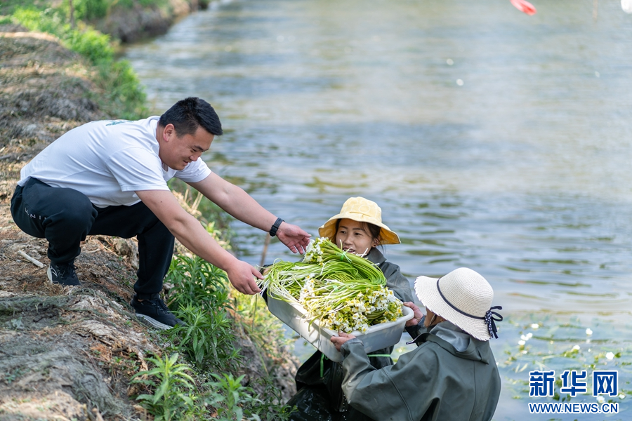 万千气象看云南｜大理特色美食“海菜”亮相北京_新华网J9九游会 九游会J9(图4)